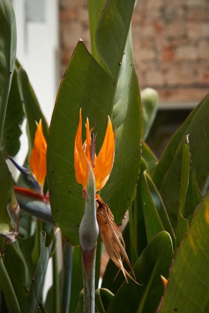 Casa Catharina 046.JPG